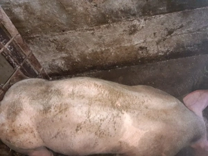 pietrain 35kg - imagine 2