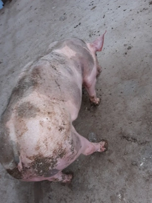 pietrain 35kg - imagine 4