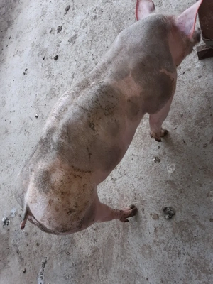 pietrain 35kg - imagine 5