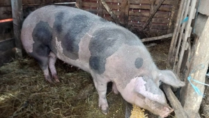 scroafe gestante rasa pietrain  - imagine 2