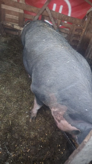 scroafe gestante rasa pietrain  - imagine 4