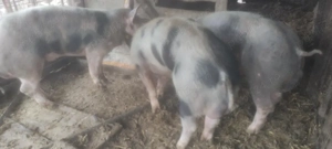 Vieri vier pietrain  - imagine 2