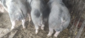 Vieri vier pietrain  - imagine 3