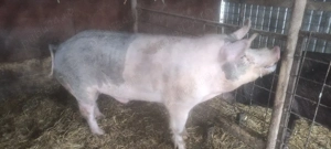 Vieri vier pietrain  - imagine 4