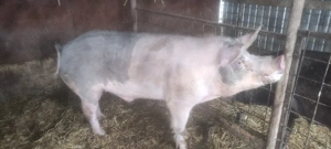 Vieri vier pietrain  - imagine 5