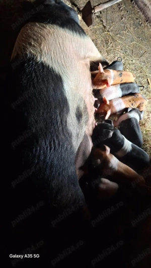 Vand scroafa cu purceii - imagine 4