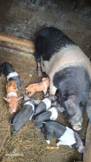 Vand scroafa cu purceii - imagine 3