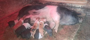 Vand scroafa cu purceii