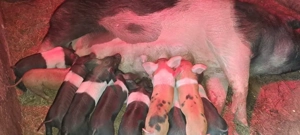 Vand scroafa cu purceii - imagine 2