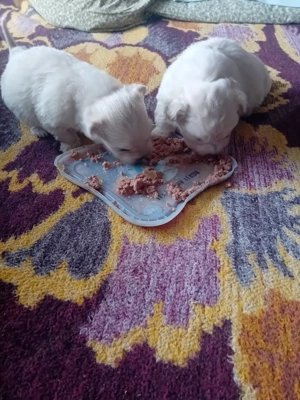 pui de bichon - imagine 2