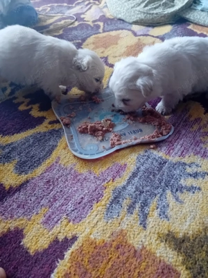 pui de bichon - imagine 3