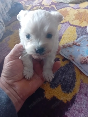 pui de bichon