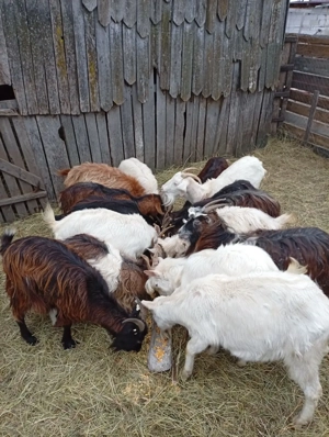 Vând capre  - imagine 2