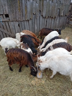 Vând capre  - imagine 3