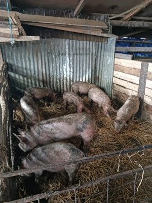de vânzare purcei si grăsuni  - imagine 3