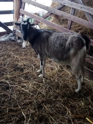 vand capre cu iezii - imagine 4