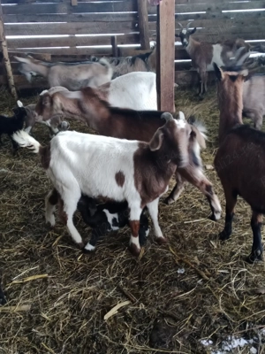 vand capre cu iezii - imagine 5