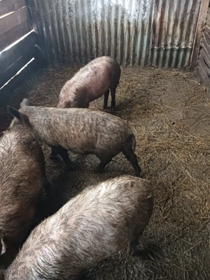 de vânzare purcei si grăsuni  - imagine 5