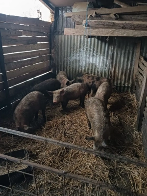 de vânzare purcei si grăsuni  - imagine 4