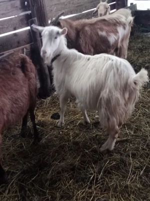 vand capre cu iezii - imagine 2