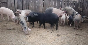 Porci mici si mari - imagine 2