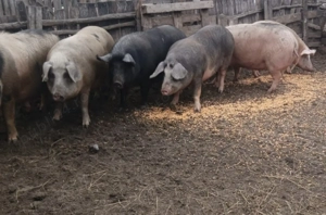 Porci mici si mari - imagine 4