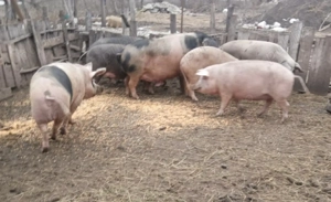 Porci mici si mari - imagine 3