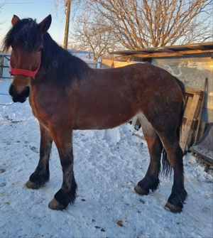 De vânzare o iapă  - imagine 3