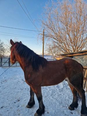 De vânzare o iapă  - imagine 4