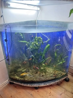 Vand acvariu complet,reducere de preţ - imagine 2