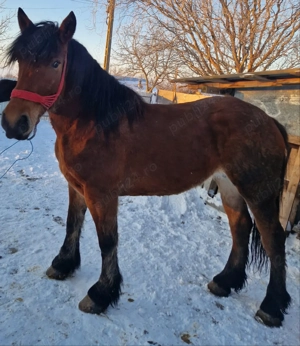 De vânzare o iapă  - imagine 2