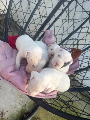 Pui Dog Argentinian  - imagine 3