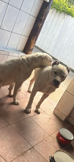 Pui Dog Argentinian  - imagine 4