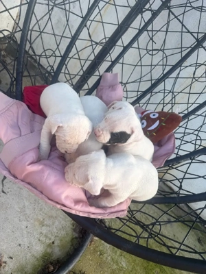 Pui Dog Argentinian  - imagine 2