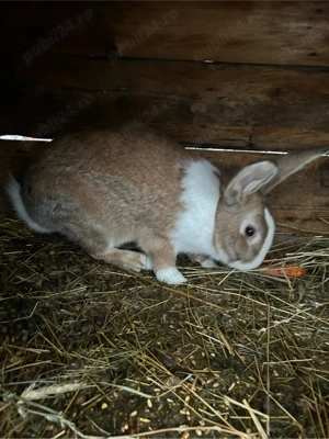 mascul hycole francez  - imagine 2