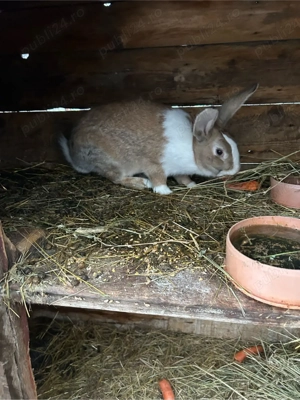 mascul hycole francez  - imagine 5