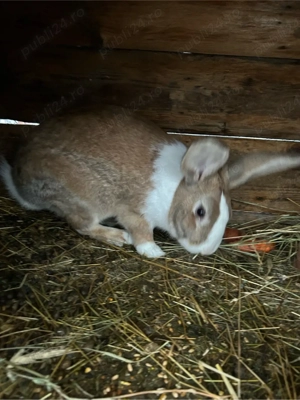 mascul hycole francez  - imagine 4