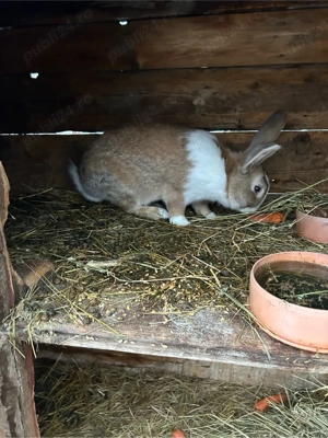 mascul hycole francez  - imagine 3