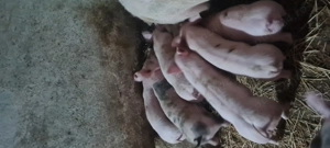 Purcei Landrace  Petrain  - imagine 3