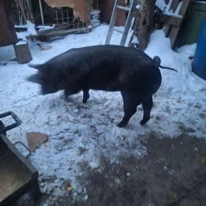 scrofită reproducere  - imagine 3