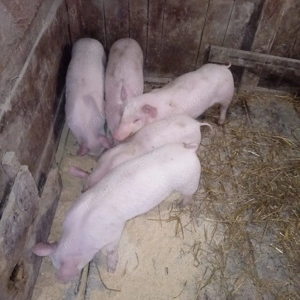 Purcei de vânzare  - imagine 2