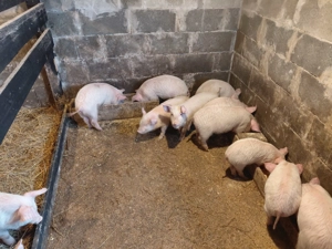 Vând purcei și 3 scroafe 