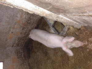 Vând purcei și 3 scroafe  - imagine 2