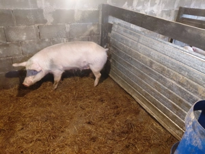 Vând purcei și 3 scroafe  - imagine 3