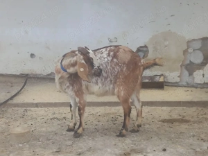 vand capra  - imagine 2