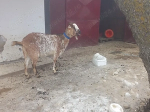 vand capra  - imagine 4