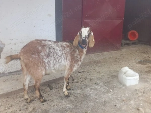 vand capra  - imagine 3