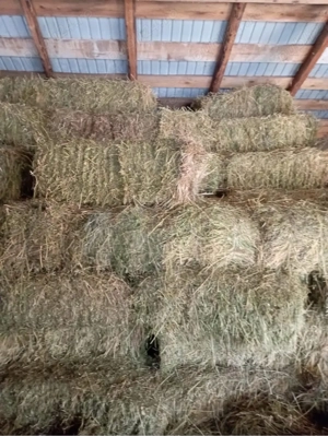 Baloti de lucerna si fan