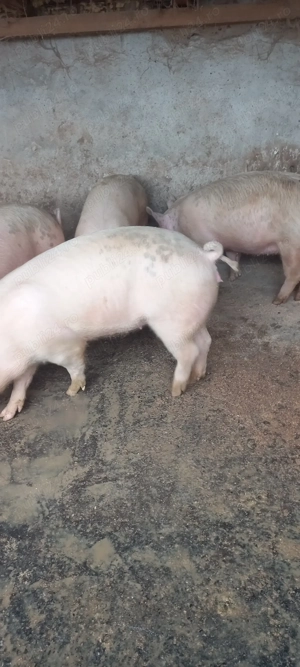   vând 2 scrofite bune de monta