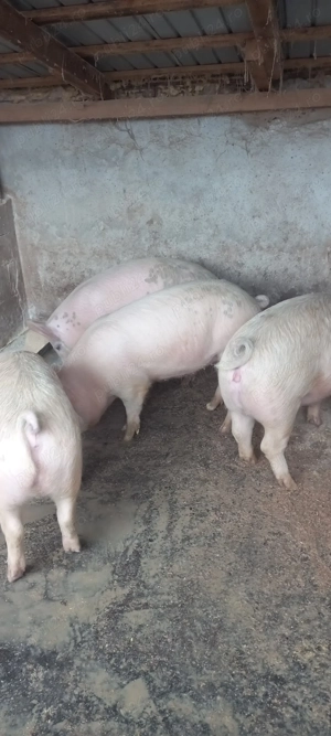   vând 2 scrofite bune de monta - imagine 6